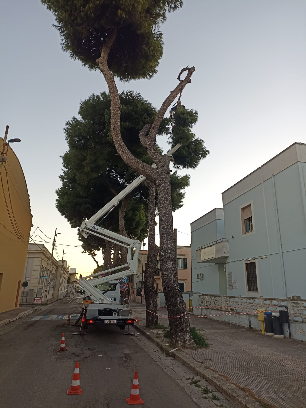 Abbattimento controllato di un pino su strada urbana