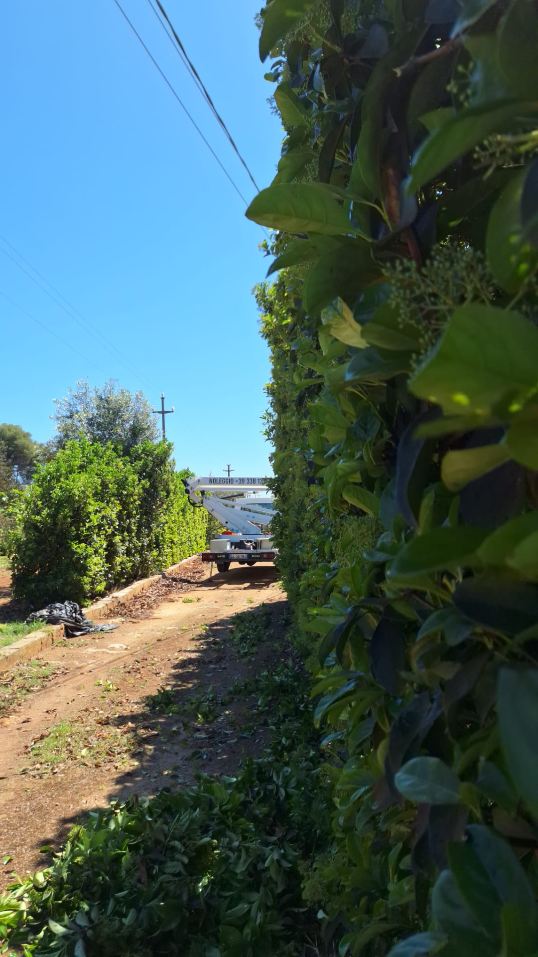 Viale di siepi curate al termine dell'intervento SOLE