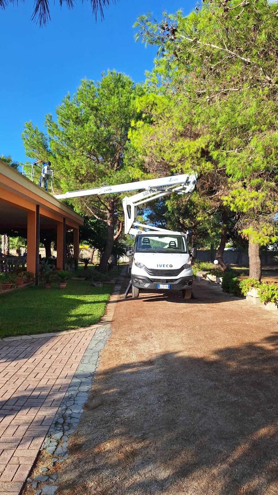 Potatura di pini in un giardino privato con piattaforma aerea