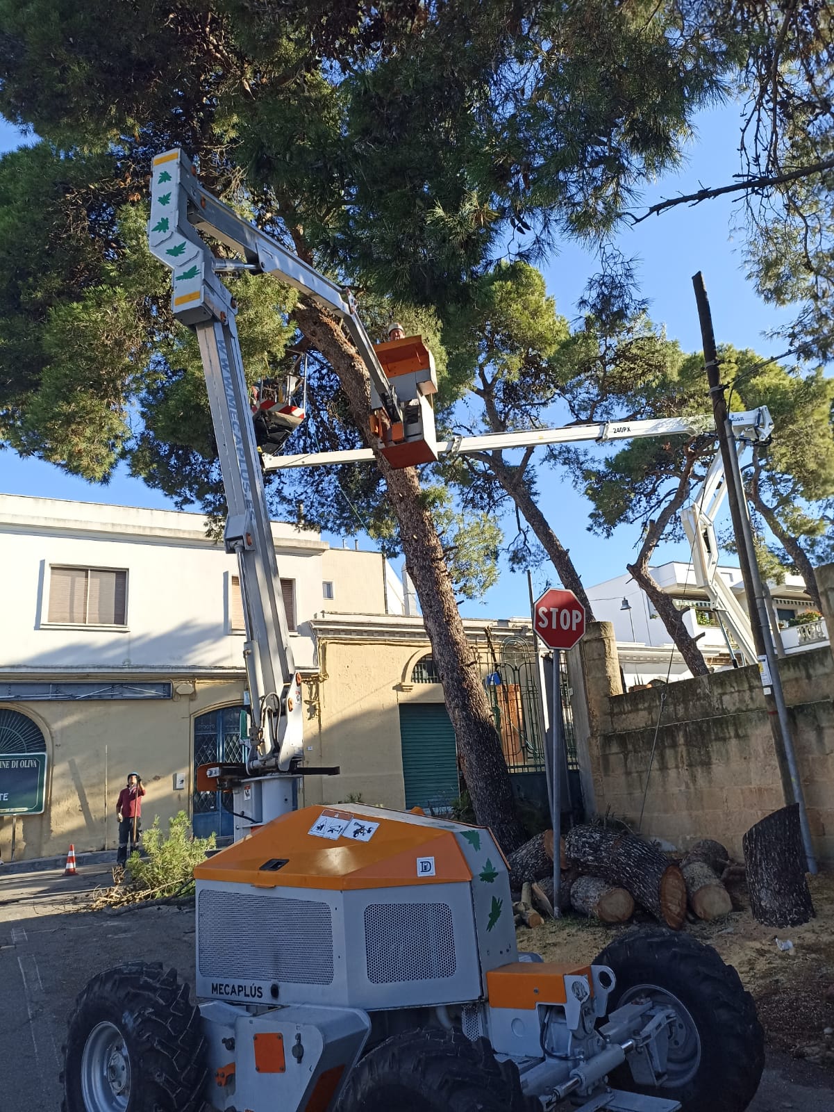 Piattaforme aeree al lavoro sulla chioma di un pino in centro abitato