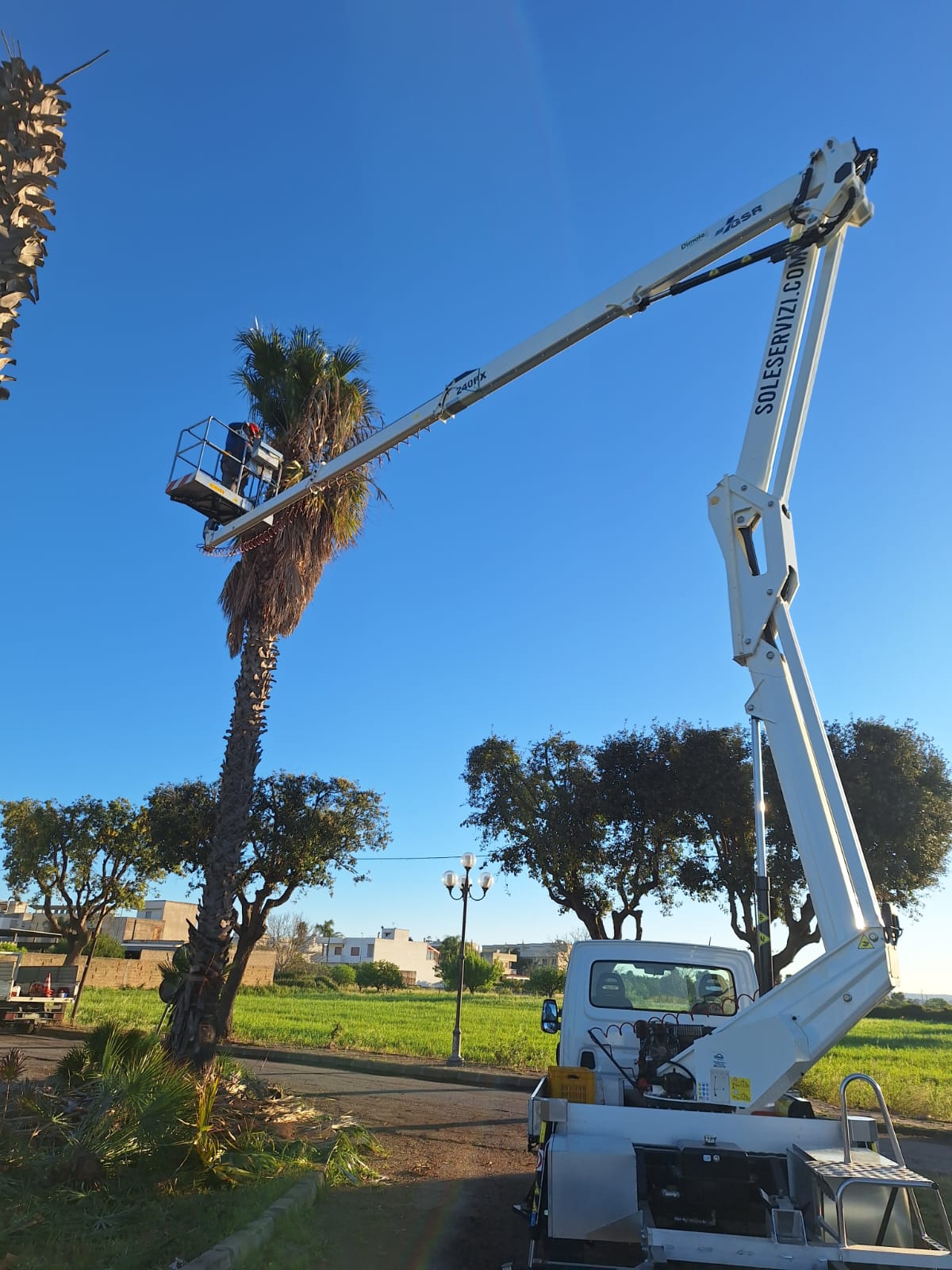 Potatura di palme con piattaforma aerea SOLE